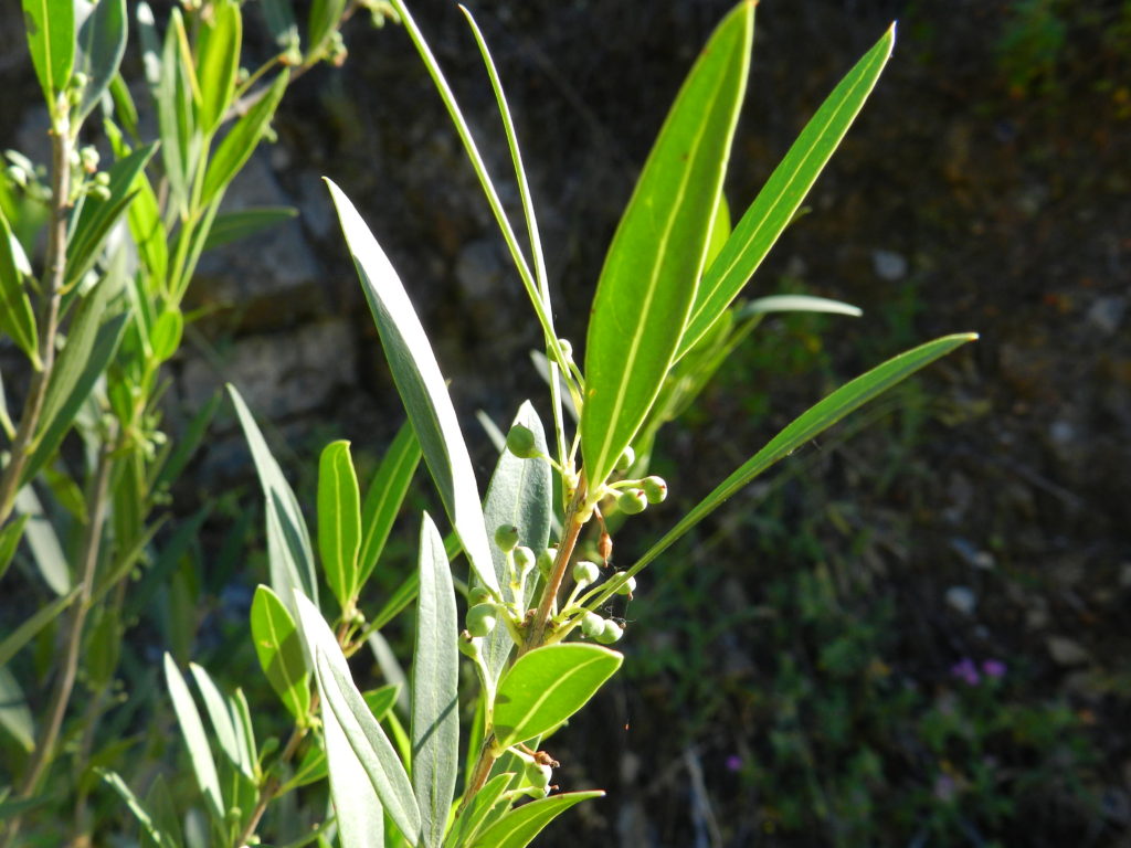 phillyrea angustifolia 2