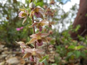 Epipactis